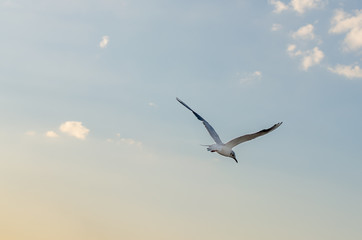 Obraz premium Seagull flying in the blue sky over the sea.