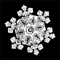 White snowflake isolated on black background. Illustration based on macro photo of real snow crystal: elegant star plate with hexagonal symmetry, six short broad arms and complex inner pattern.