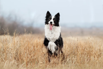 Fototapeta na wymiar border collie dog funny trick portrait walk in the field