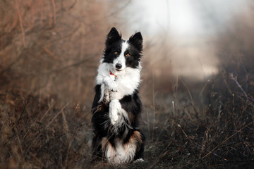 Obraz premium border collie dog funny trick portrait walk in the field
