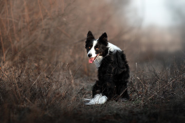 Naklejka na ściany i meble border collie dog funny trick portrait walk in the field