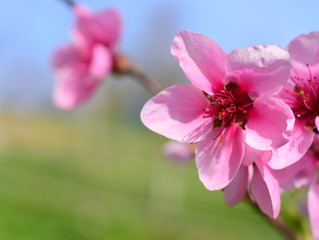 Peach blossom flowers against blue sky and green grass in spring. Macro photo. Springtime concept. Peach flower with copy space