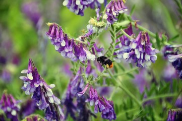 Bumble bee flying and purple flowers