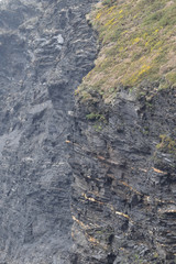 Beeny Cliffs near Boscastle Cornwall