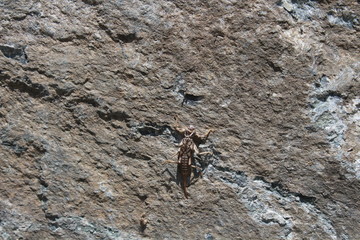 spider