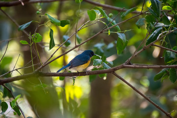 bird, wildlife, nature, animal, branch, robin, wild, tree, blue, beak, colorful, feather, green, fauna, starling, birds, feathers, beautiful, red, forest, wing, black, small, orange, kingfisher