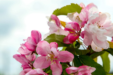 Naklejka na ściany i meble Apple tree flowers in spring season.