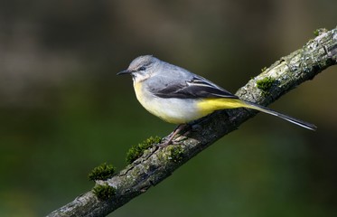 Grey Wagtail