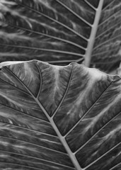 monochrome large abstract striped leaf tropical abstract nature background