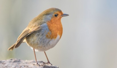 Robin 