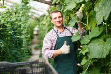 Portrait of man  horticulturist in apron and gloves picking  marrows