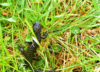 The alpine salamander Salamandra atra in the grass, high in the mountains. Is a shiny black small animal. Extremely rare.