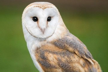Barn Owl 