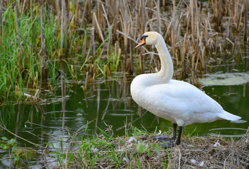 Swan near the pond. An adult swan stands by the pond and looks into the cane