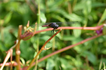 Dragonfly