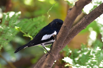 bird on a branch