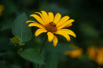 Beautiful closeup of yellow daisy on light background for celebration decoration design. Floral design. Spring summer floral concept. Natural light. Chamomile flower. Wild nature.