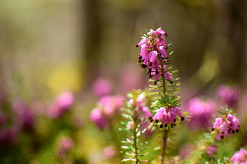 Obraz premium Closeup of Calluna Vulgaris or spring heather in the morning. This heather is one of the best for a stunning colorful spring show.