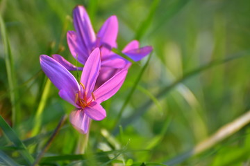 Colchicum autumnale, autumn crocus, meadow saffron or naked lady in full bloom