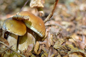 Edible boletus mushroom boletus edulis