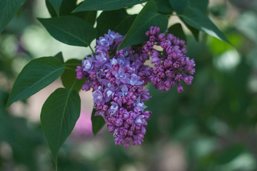 Purple branch of lilac on green background. Spring season.