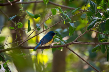 bird, nature, wildlife, animal, tree, branch, wild, yellow, green, blue, forest, birds, beautiful, beak, small, colorful, fauna, avian, black, color, garden, feather, spring, feathers, orange