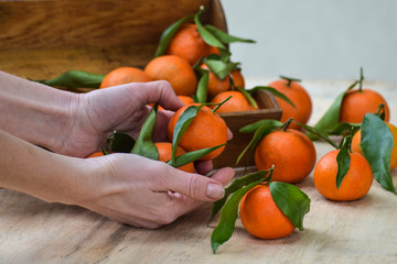 Fresh mandarin oranges fruit or tangerines with leaves on the wooden background. Female hands holding ripe mandarins, close up