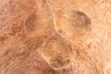 Close Up View of a Brown Coconut