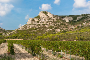 Weinberge am Fuße der Alpillen