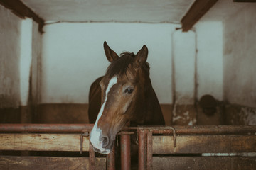 Horse in barn © Elwira