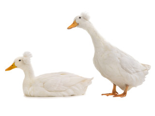 Naklejka premium two duck isolated