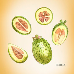 Watercolor illustration feijoa plant. Hand drawn watercolor painting on white background. Watercolor background with feijoa fruit, leaves and feijoa slice.