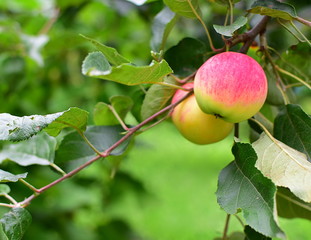 Red and yellow apples growing on tree. Healthy, organic food.