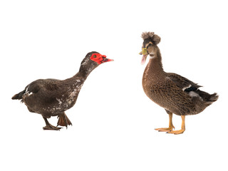 Muscovy duck and duck brown isolated