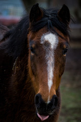 Portrait eines Pferdes