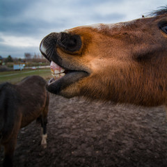 Fototapeta premium Portrait eines Pferdes