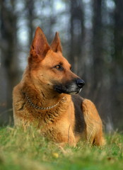 German shepherd dog