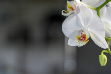 orchid flower in house