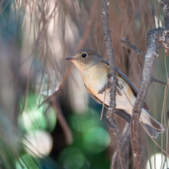 Red-breasted Flycatcher