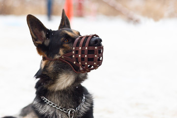 dog winter in a protective mask, muzzle