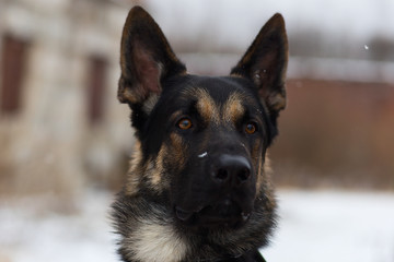 German shepherd in winter, portrait