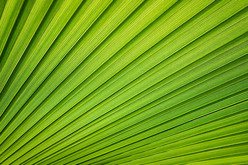 Tropical pattern on the palm leaf. Background of lines. Fresh and saturated tropical background.