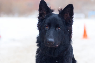 German shepherd in winter, portrait