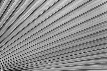 Tropical pattern on the palm leaf. Background of lines. Fresh and saturated tropical background.