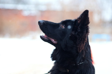 German shepherd in winter, portrait