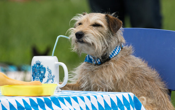Ein Bierchen schmeckt auch dem Hund