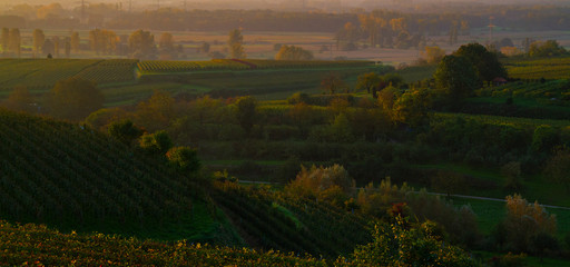 Weinberge Herbst Nebel