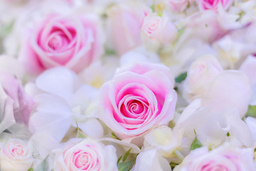 Obraz na płótnie Canvas Close up pink roses for valentine day. select focus blurbackground