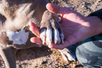 closeup with dog paw and man hands touching together in complete friendship forever and protection concept - best friends foreverness and love relationship between person and animal