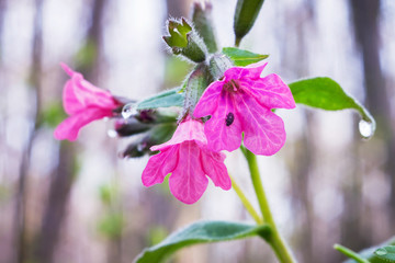Pink flowers Pulmonaria bloom in the forest in the spring. Spring flowers in the woods_